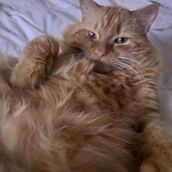 Meet your Posher! - Picture 3 of 4